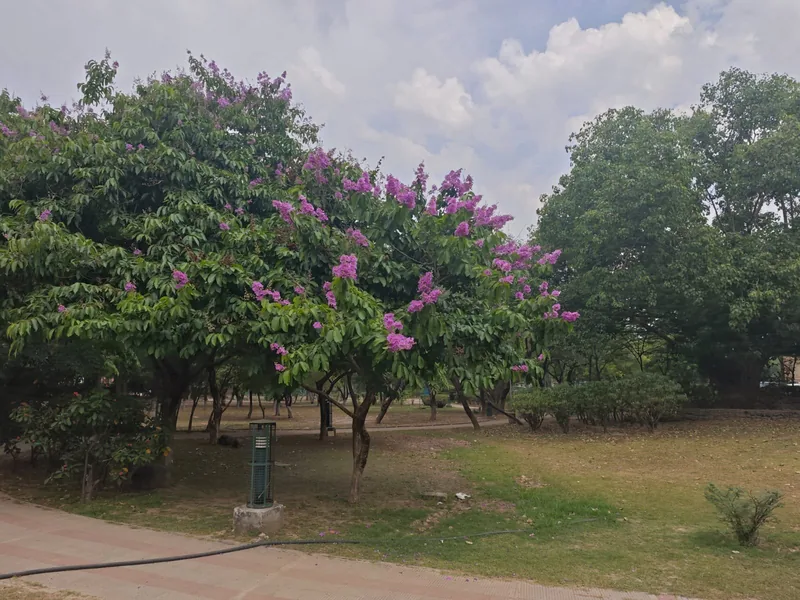 Purple flowering Lagerstroemia trees in bloom Nirjhar Vatika Panchkula